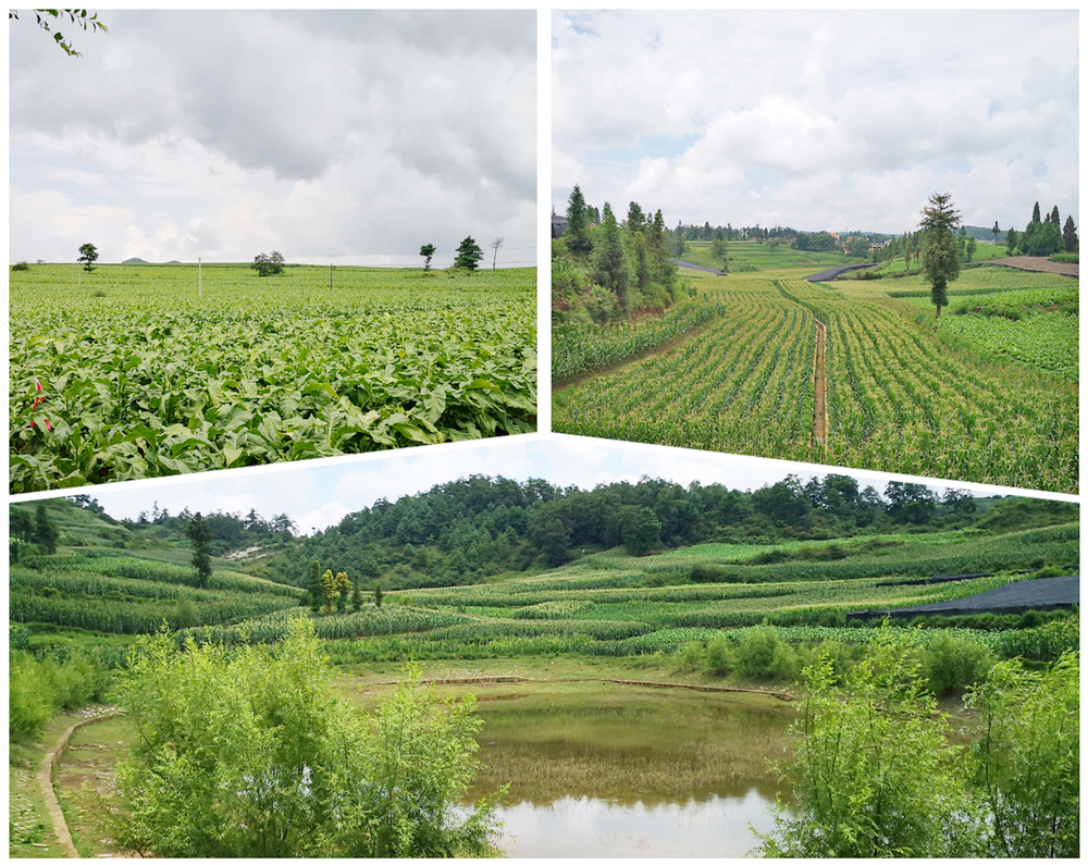 1627479930679428.jpg 田野拼圖.jpg