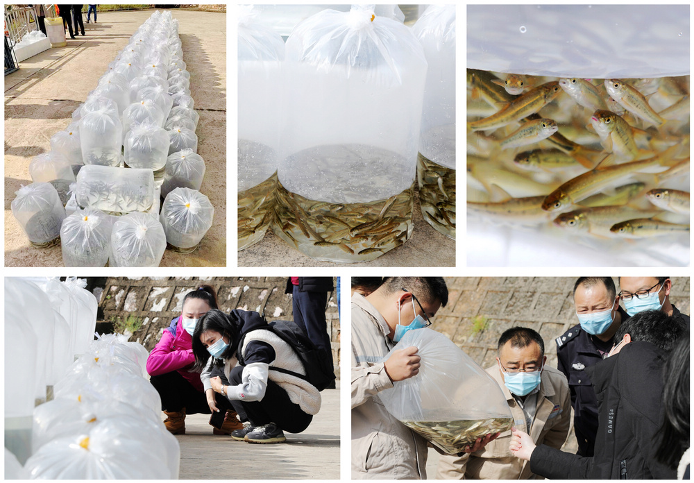 1635411953125609.jpg 魚苗拼圖1.jpg